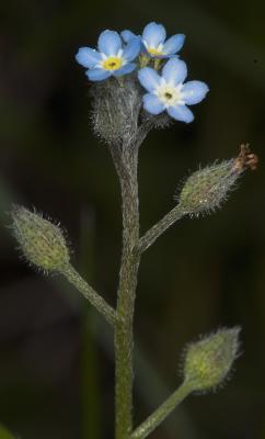 Small-Flower-5.jpg