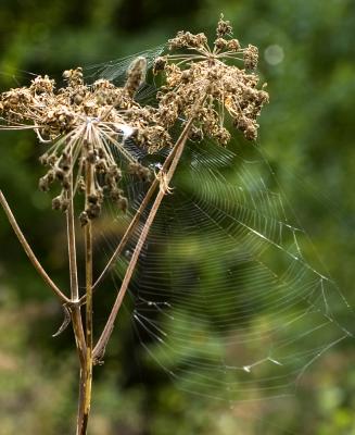 Spiderweb.jpg