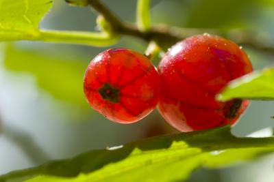 Red berrys.jpg
