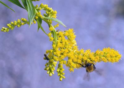 Bee on yellow.jpg