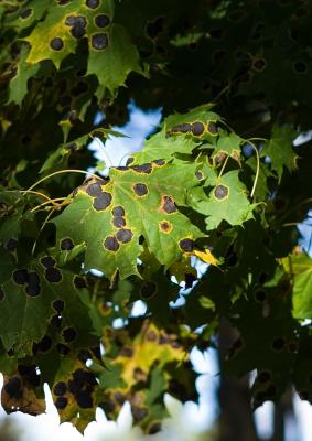 Black spots on leafs, sick tree?