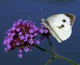 Butterfly 7.jpg