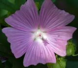 Flower-backlit.jpg