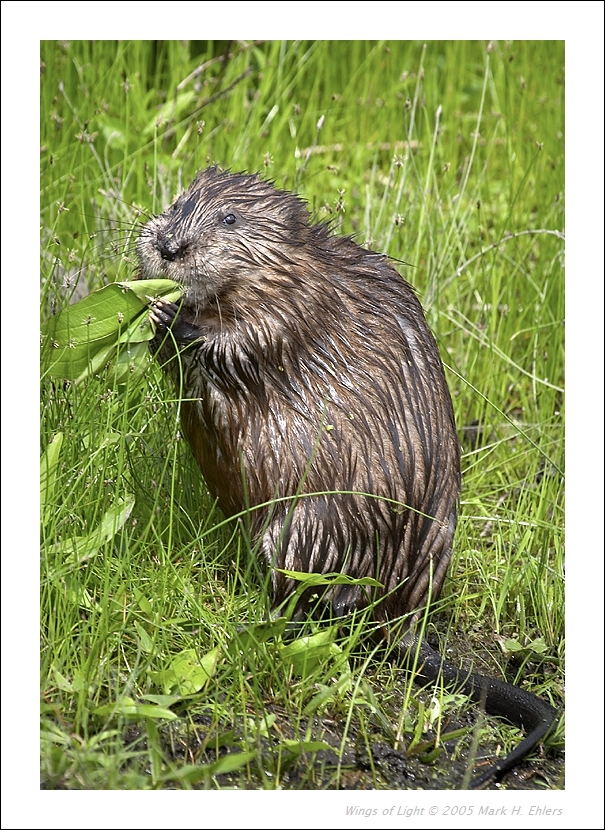 Muskrat