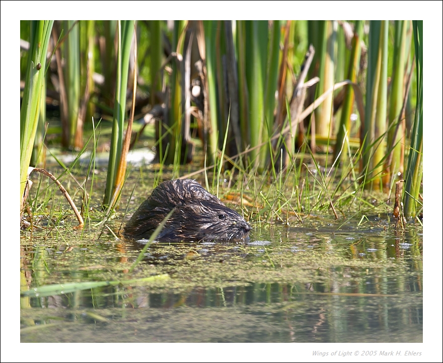 Muskrat