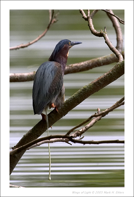 Green Heron 12