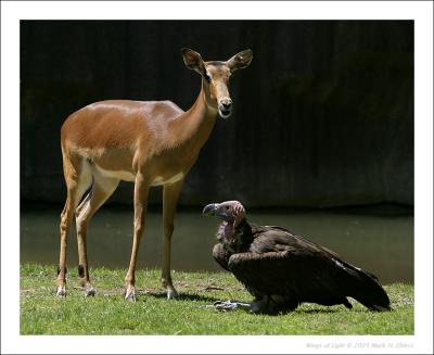 Antelope & Buzzard