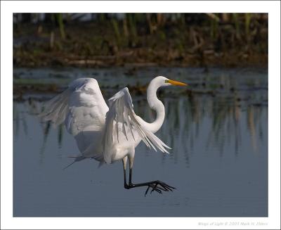 Great Egret Landing