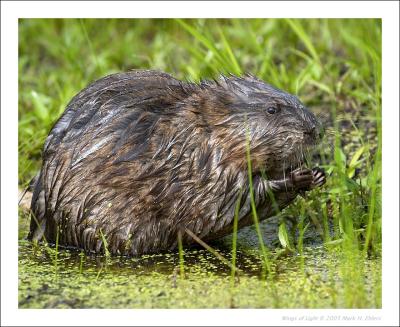 Muskrat