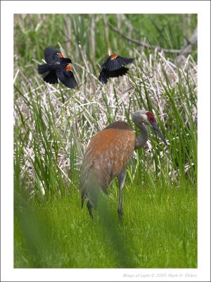 Red-winged Blackbirds harassing Sandhill Crane