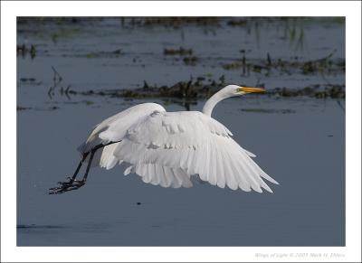 Great Egret