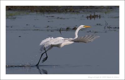 Great Egret