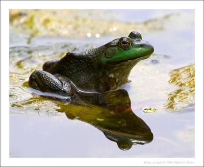 Frog