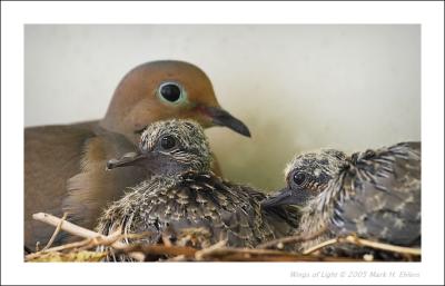 Mourning Dove with 4 day old chicks