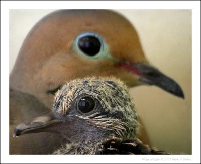 Mourning Dove and 4 day-old chick