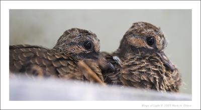 7 day-old Mourning Doves
