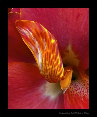 Canna Lily President