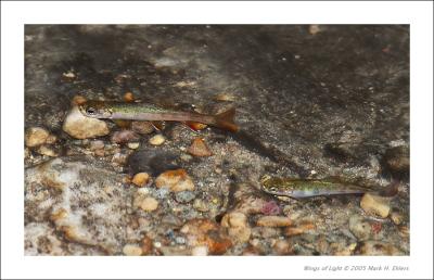 Steelhead Salmon fingerlings in Pewits Nest