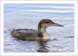 Common Loon