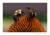 Bees on Purple Coneflower
