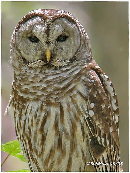 Barred Owl