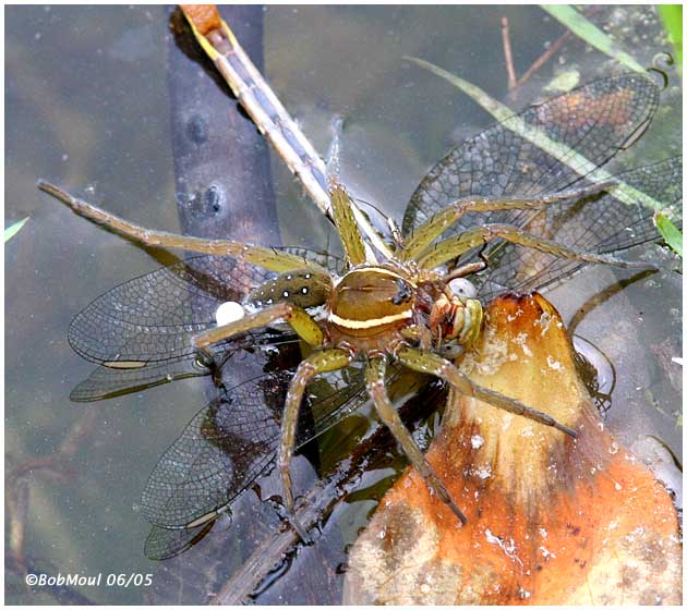 Six Spotted Fishing Spider eating Dragonfly