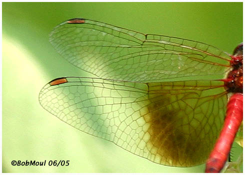 Band-Winged Meadowhawk