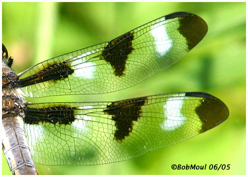 Twelve-Spotted Skimmer Male