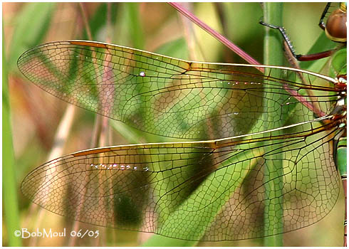 Common Green Darne rFemale