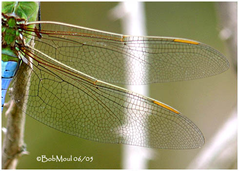 Common Green Darner Male