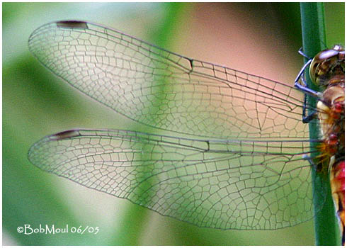 Ruby Meadowhawk Male