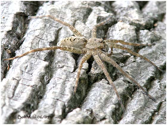 Fishing Spider