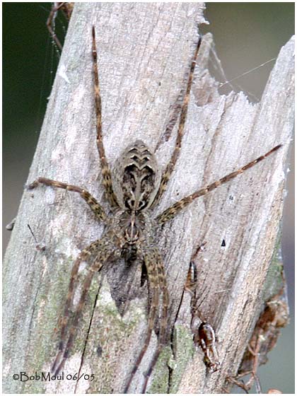 Fishing Spider