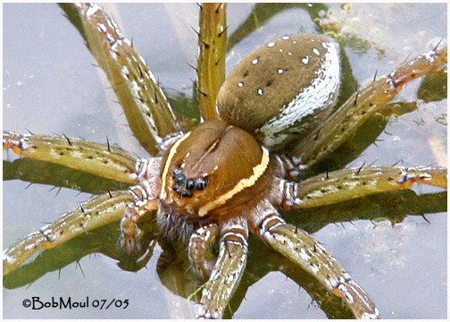 Six Spotted Fishing Spider