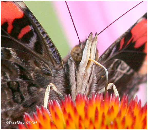 <h5><big>Red Admiral<br></big><em>Vanessa atalanta</h5></em>
