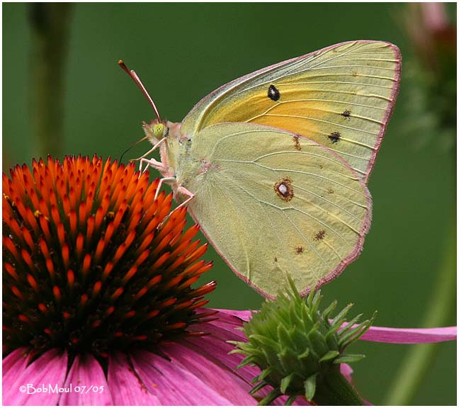 Sulphur/Coneflower