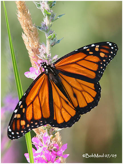 <h5><big>Monarch-Male<br></big><em>Danaus plexippus</h5></em>