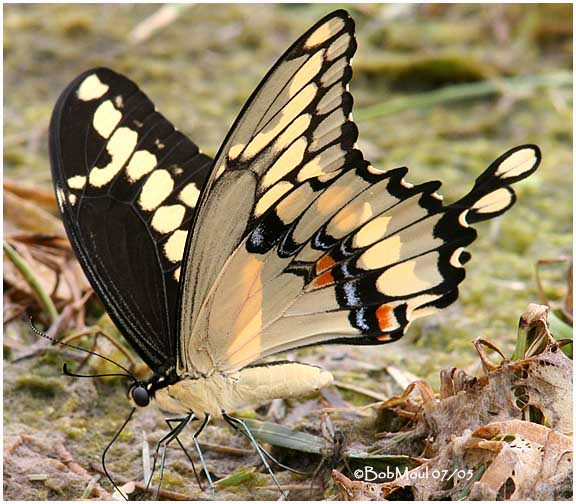 <h5><big>Giant Swallowtail<br></big><em>Papilio cresphontes</h5></em>
