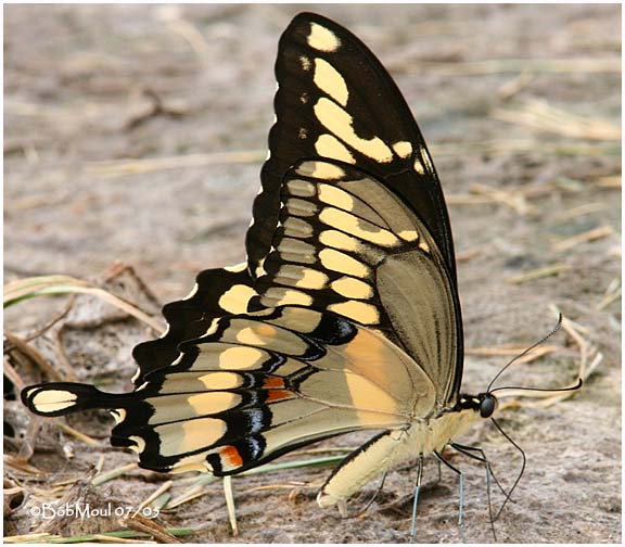 <h5><big>Giant Swallowtail<br></big><em>Papilio cresphontes</h5></em>