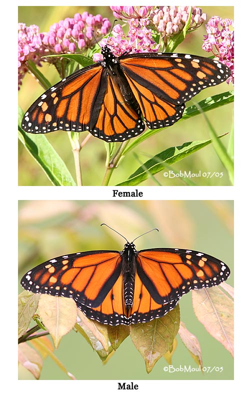 <h5><big>Monarchs Male/Female<br></big><em>Danaus plexippus</h5></em>