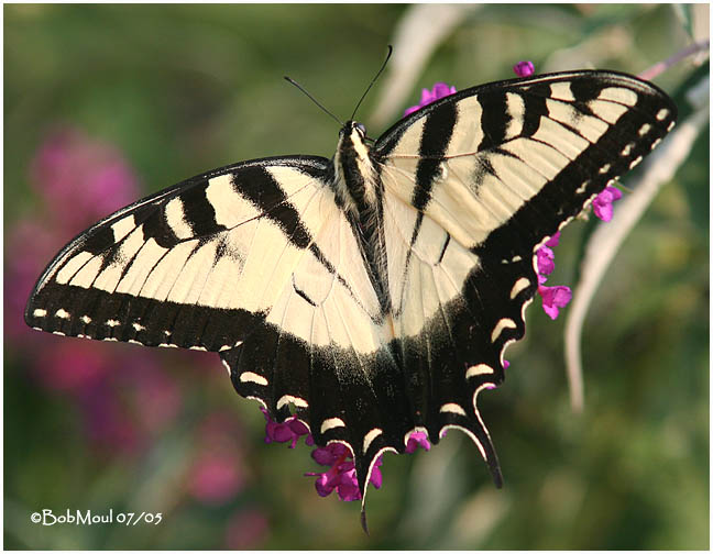 <h5><big>Eastern Tiger Swallowtail-Male<br></big><em>Papilio glaucus</h5></em><BR>