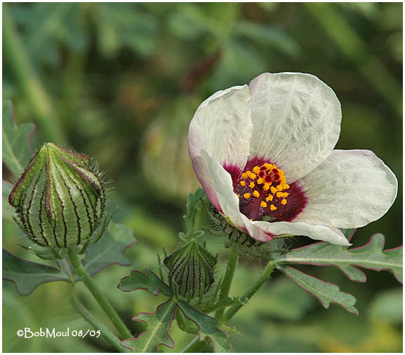 Flower Of An Hour