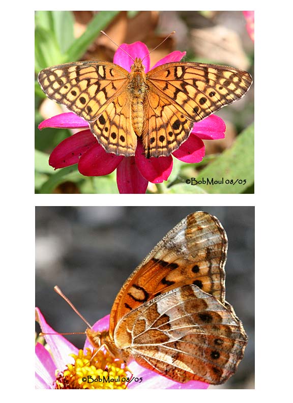 <h5><big>Variegated Fritillary<br></big><em>Euptoieta claudia</h5></em>