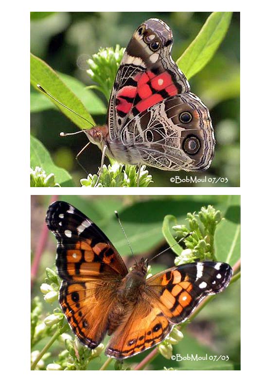 <h5><big>American Lady<br></big><em>Vanessa virginiensis</h5></em>