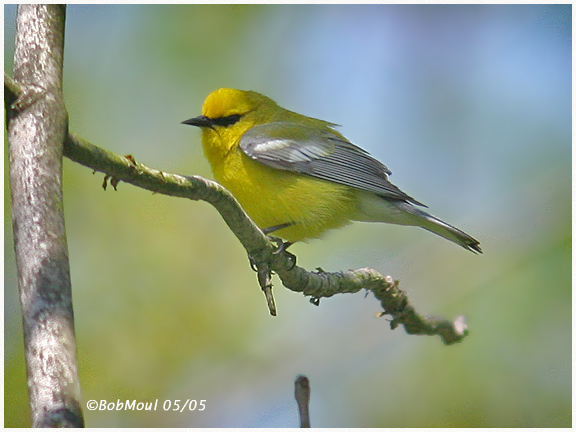 Blue-winged Warbler