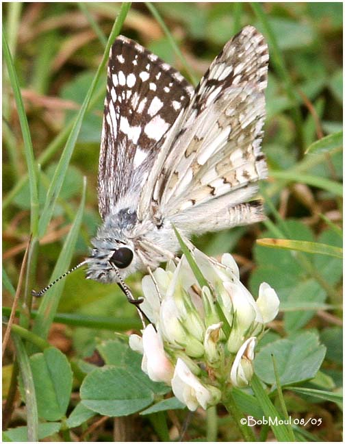 Common Checkered Skipper-Male