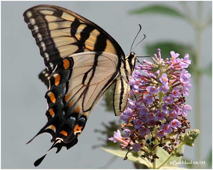 <h5><big>Eastern Tiger Swallowtail-Female<br></big><em>Papilio glaucus</h5></em><BR>