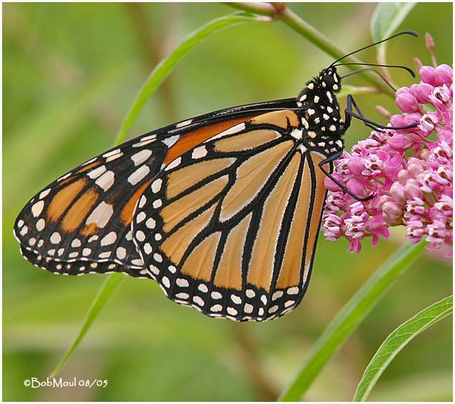 <h5><big>Monarch-Female<br></big><em>Danaus plexippus</h5></em>