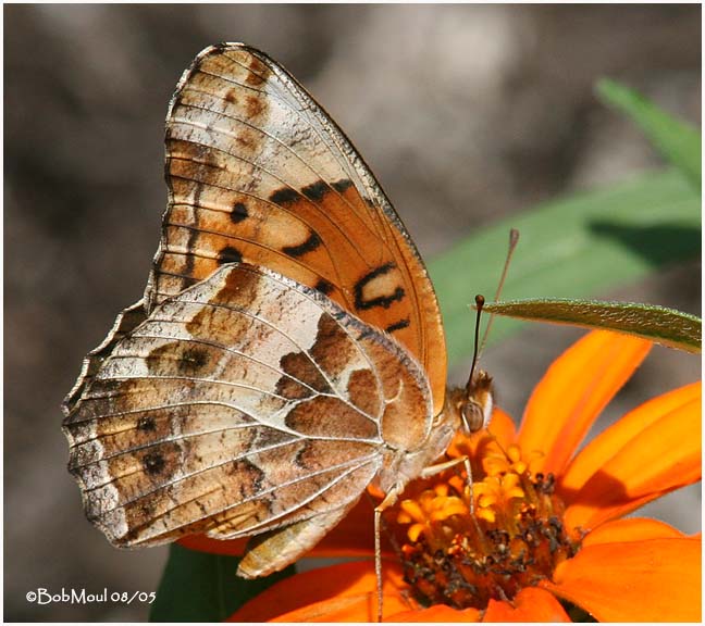 <h5><big>Variegated Fritillary<br></big><em>Euptoieta claudia</h5></em>