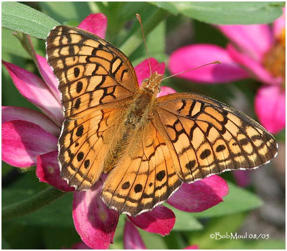 <h5><big>Variegated Fritillary<br></big><em>Euptoieta claudia</h5></em>